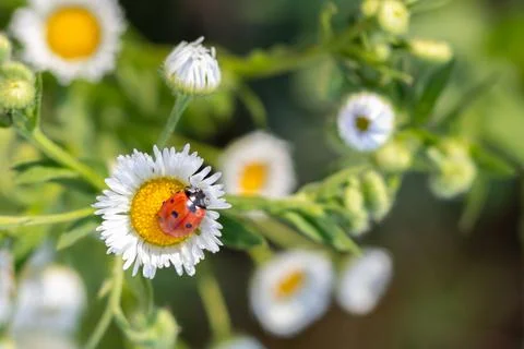 Red-black ladybug on a white chamomile on a blurred background. Wildlife in the Stock Photos