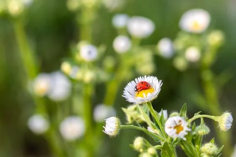 Red-black ladybug on a white chamomile on a blurred background. Place for an Stock Photos