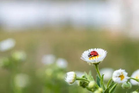 Red-black ladybug on a white chamomile on a blurred background. Place for an Stock Photos