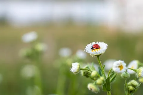 Red-black ladybug on a white chamomile on a blurred background. Place for an Stock Photos