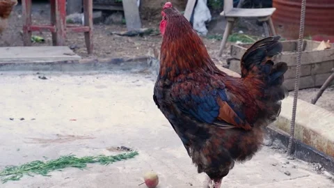 Red black rooster flaps its wings in the yard and looks into the camera close-up Stock Footage 258647595