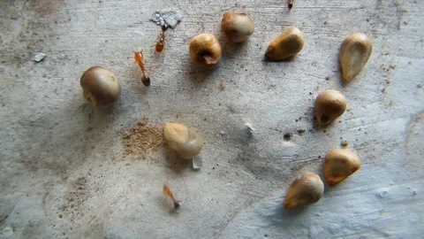 Red black small ants working and collecting cereals and foods Stock Footage 94328349