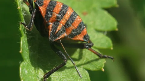 Red-black striped bug on a plant leaf Stock Footage 90957021