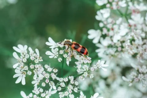 A red black striped fluffy beetle sits on a white flower on a green backgroun Stock Photos