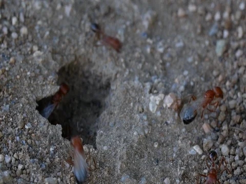 Red Black Winged Ants in Desert Stock Footage