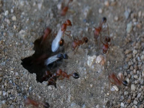 Red Black Winged Ants in Desert Stock Footage