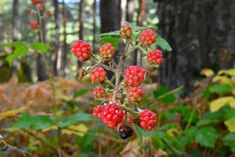 Red blackberries before the cold Stock Photos