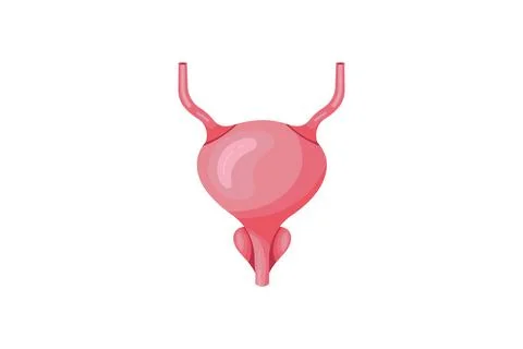 Red bladder isolated on white background. Health care medical sign. Urology Stock Illustration