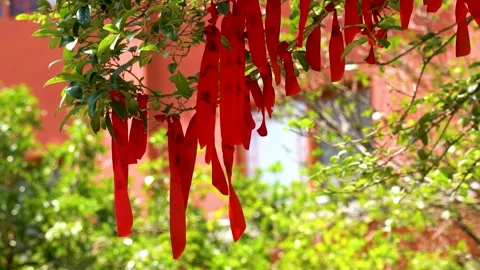 Red Blessing Ribbons Hanging from Tree Branches in Temple Garden Stock Footage 342251887