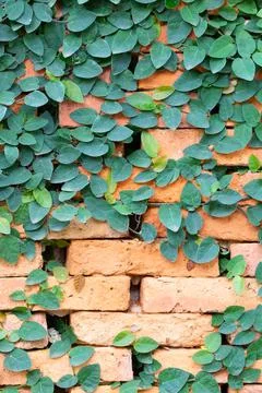 Red blickwall pattern covered by creeper plant Stock Photos
