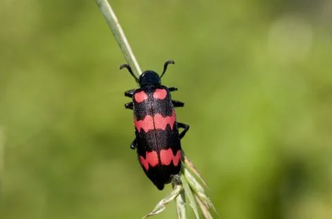 Red Blister Beetle Stock Photos
