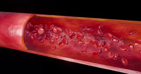 Red blood cell artery, anatomy 4K Stock Footage 281986653