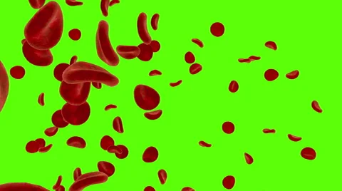Red blood cell, erythrocyte. Close-up. Green screen footage Stock Footage 59555134