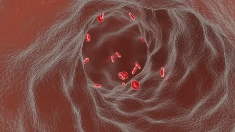 RED BLOOD CELL FLOW Stock Footage 126776831
