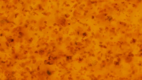 Red blood cell texture Video stock 217619380