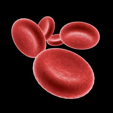 Red Blood Cells 3D Model