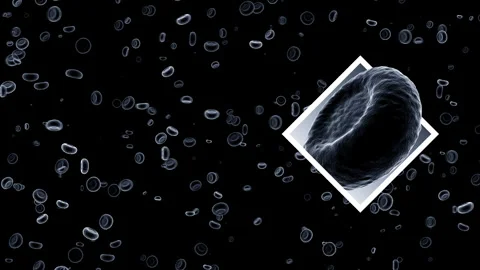 Red blood cells and platelets: medical dynamic video materials Stock Footage 342480818