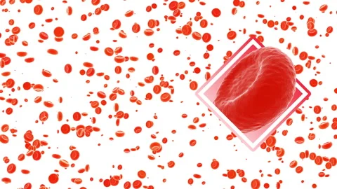 Red blood cells and platelets: medical dynamic video materials Stock Footage 342488897