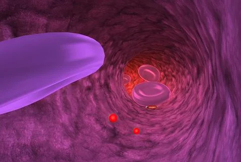 Red blood cells are a type of blood cell made in the bone marrow and found in Stock Illustration