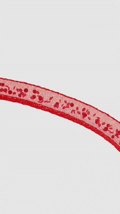 Red Blood Cells Flowing Through Blood Vessel Medical Animation Stock Footage 337451870