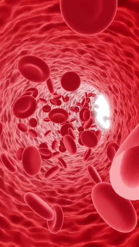 Red Blood Cells Flowing Through Blood Vessel | 3D Medical Animation Stock Footage 337860236
