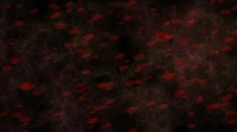 Red blood cells Stock-Footage 10828044