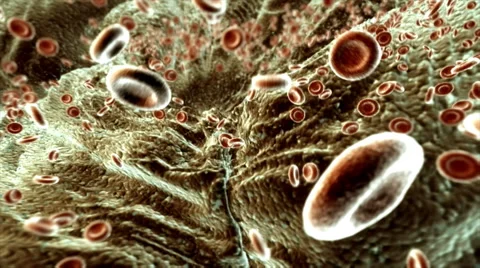 Red Blood Cells 動画素材 44791129