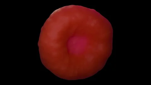 Red blood cells Stock Footage 305632495
