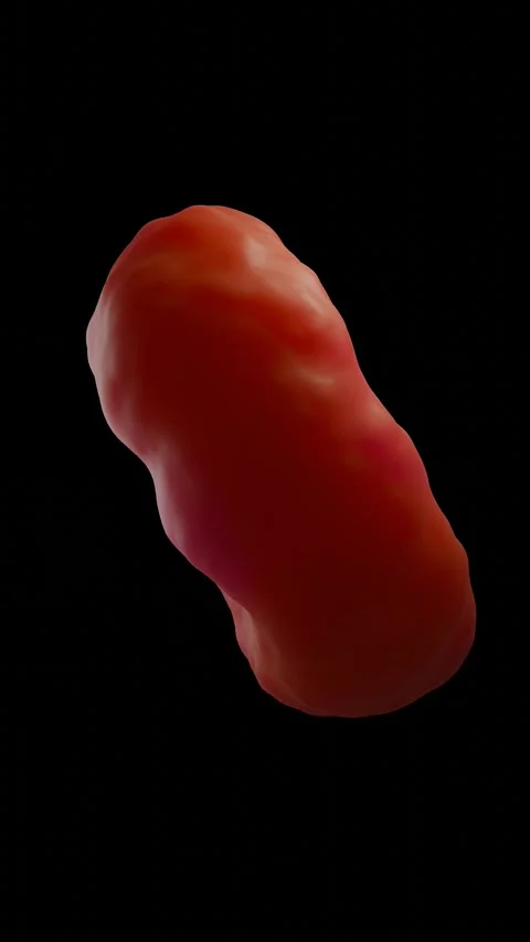 Red blood cells Stock Footage 305632501