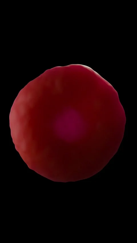 Red blood cells Stock Footage 305632502