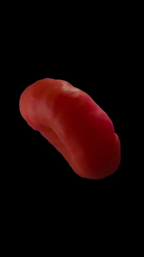 Red blood cells Stock Footage 305632509
