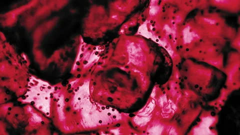Red Blood Cells microscopic view inside body of particles bubble reaction Stock Footage 193239271