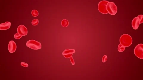 Red blood cells in vein Human blood 4K 3... | Stock Video | Pond5