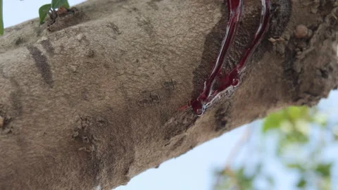 Red blood falling down from a tree log, slow motion close up Video stock 275324085