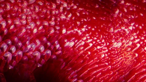 Red blood texture particle cells fluid dynamics flow background abstract texture Stock Footage 282616417