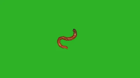 Red bloodworm on green screen Stock Footage 152777240