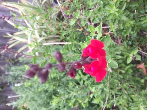 Red Bloom 1 Stock Photos