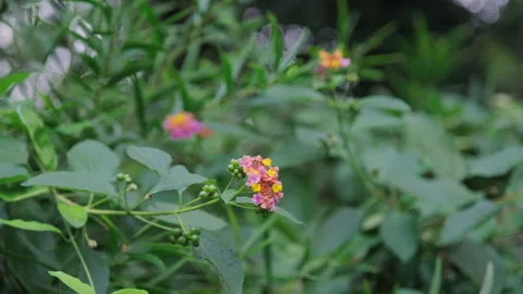 Red Bloom Amidst Greenery: Focus on Small Flower in Tranquil Setting(ProRes 422) Видео 321194388