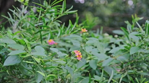 Red Bloom Amidst Greenery: Focus on Small Flower in Tranquil Setting(ProRes 422) Stock-Footage 321194571