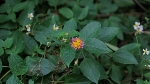 Red Bloom Amidst Greenery: Focus on Small Flower in Tranquil Setting(ProRes 422) Stock Footage 321194594