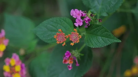 Red Bloom Amidst Greenery: Focus on Small Flower in Tranquil Setting(ProRes 422) Stock-Footage 321195333
