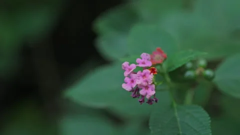 Red Bloom Amidst Greenery: Focus on Small Flower in Tranquil Setting(ProRes 422) Stock Footage 321195465