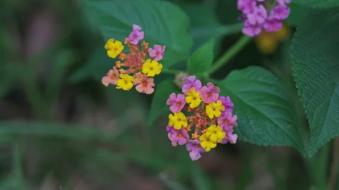 Red Bloom Amidst Greenery: Focus on Small Flower in Tranquil Setting(ProRes 422) Stock-Footage 321195511