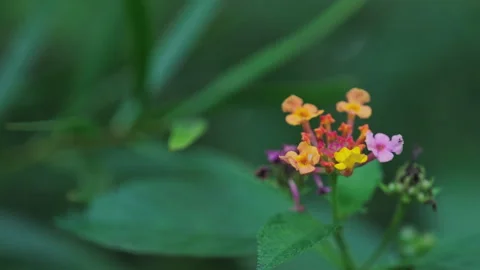 Red Bloom Amidst Greenery: Focus on Small Flower in Tranquil Setting(ProRes 422) Stock Footage 321200390