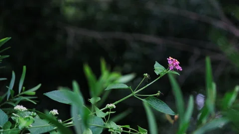 Red Bloom Amidst Greenery: Focus on Small Flower in Tranquil Setting(ProRes 422) Stock-Footage 321200634