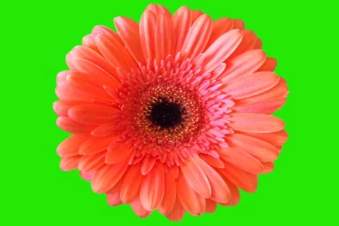 Red bloom - digital animation Stock-Footage 102127