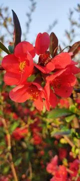 Red bloom flower 스톡 사진