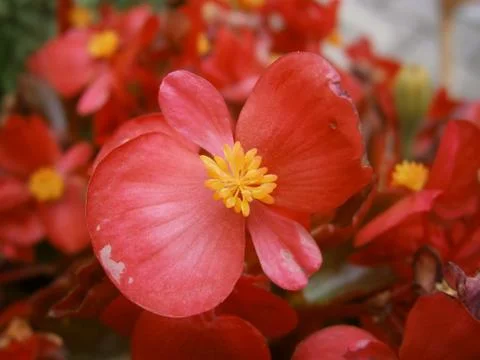 Red bloom 스톡 사진