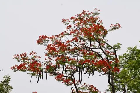 Red Bloom Rhapsody Stock Photos