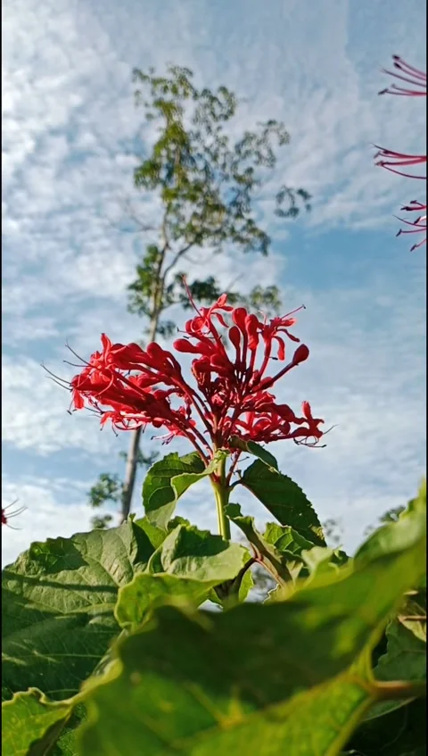 Red Bloom Swaying Gently Under Bright Sky Stock Footage 329663823